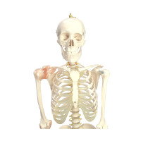 Menschliches Skelett Klassisch Ii Mit Ligamenten